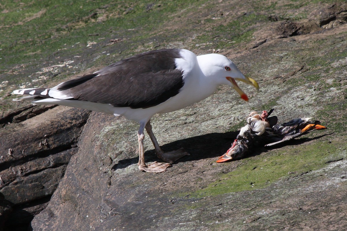 Great Black-backed Gull - ML646085069