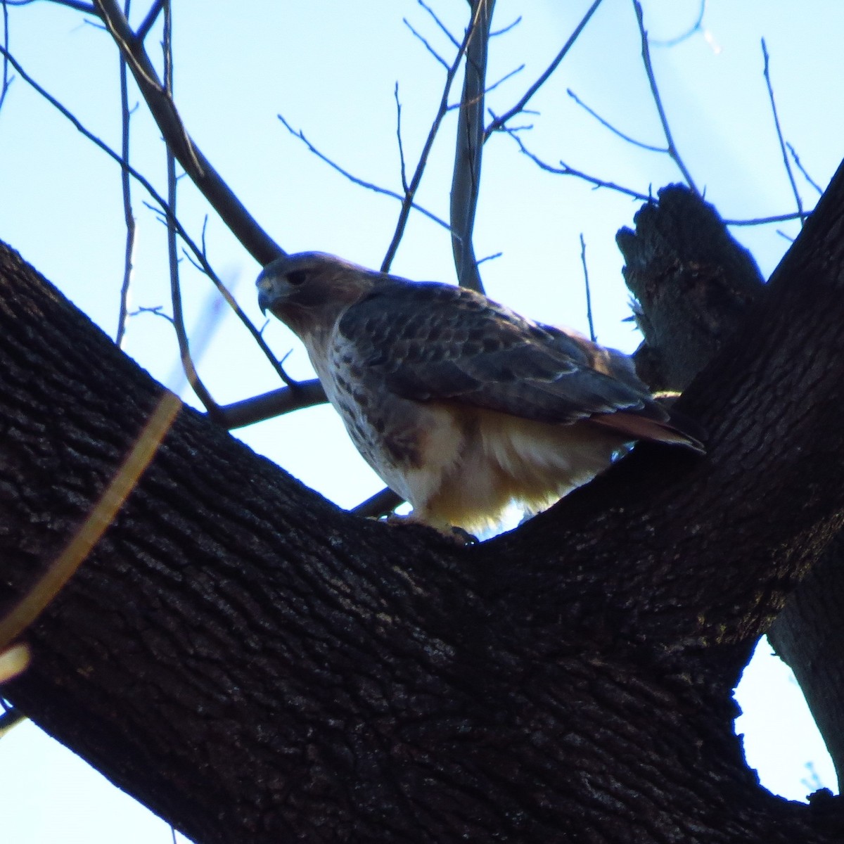 Red-tailed Hawk - ML646085081