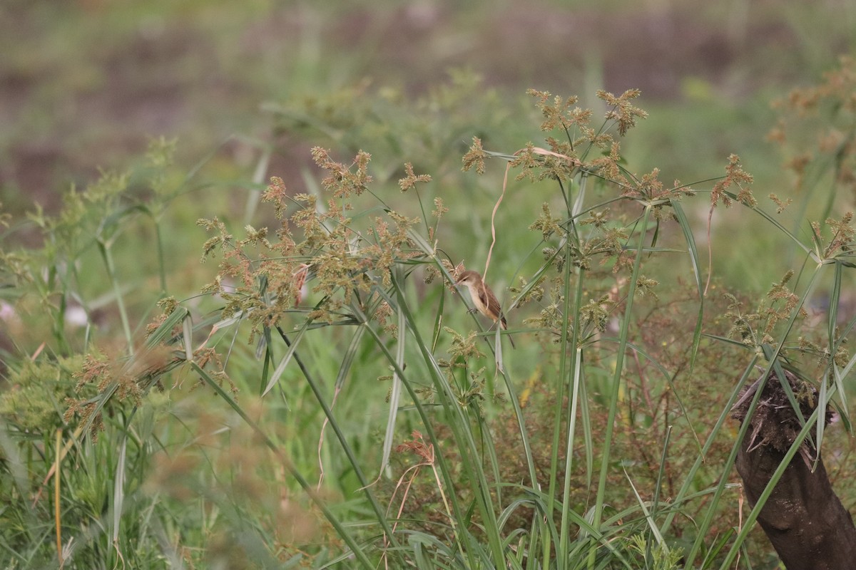 קנית אפריקנית - ML646085085