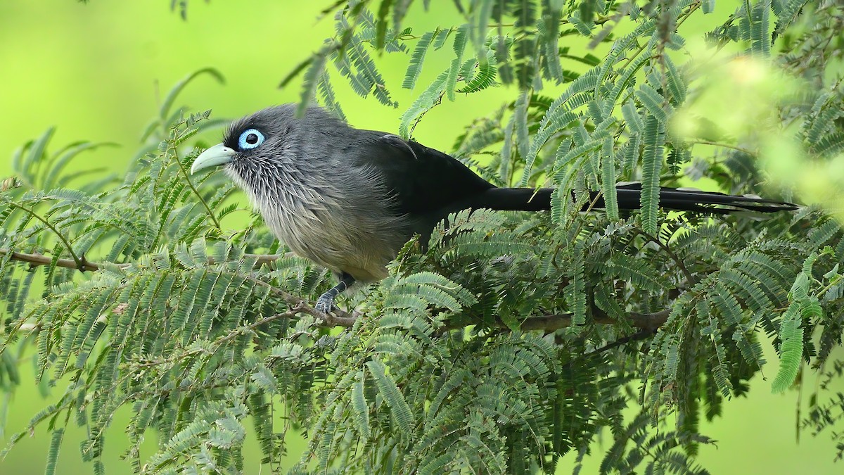 Blue-faced Malkoha - ML646085102