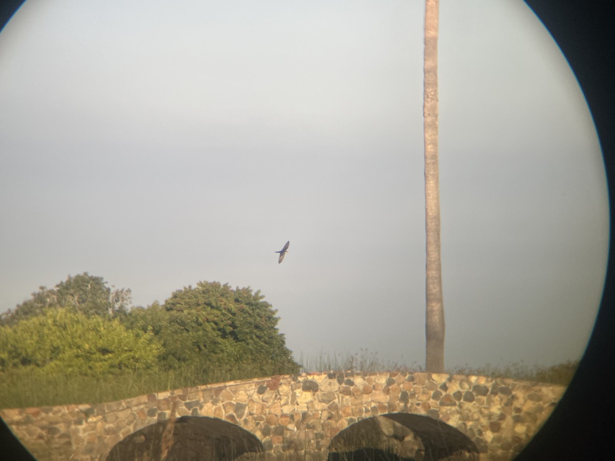 Barn Swallow - ML646085108