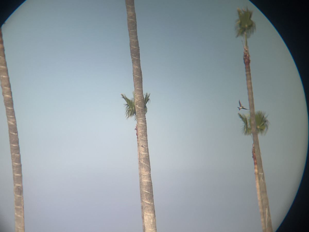 Barn Swallow - ML646085109