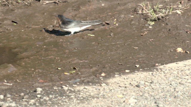 Hirondelle messagère - ML646085111