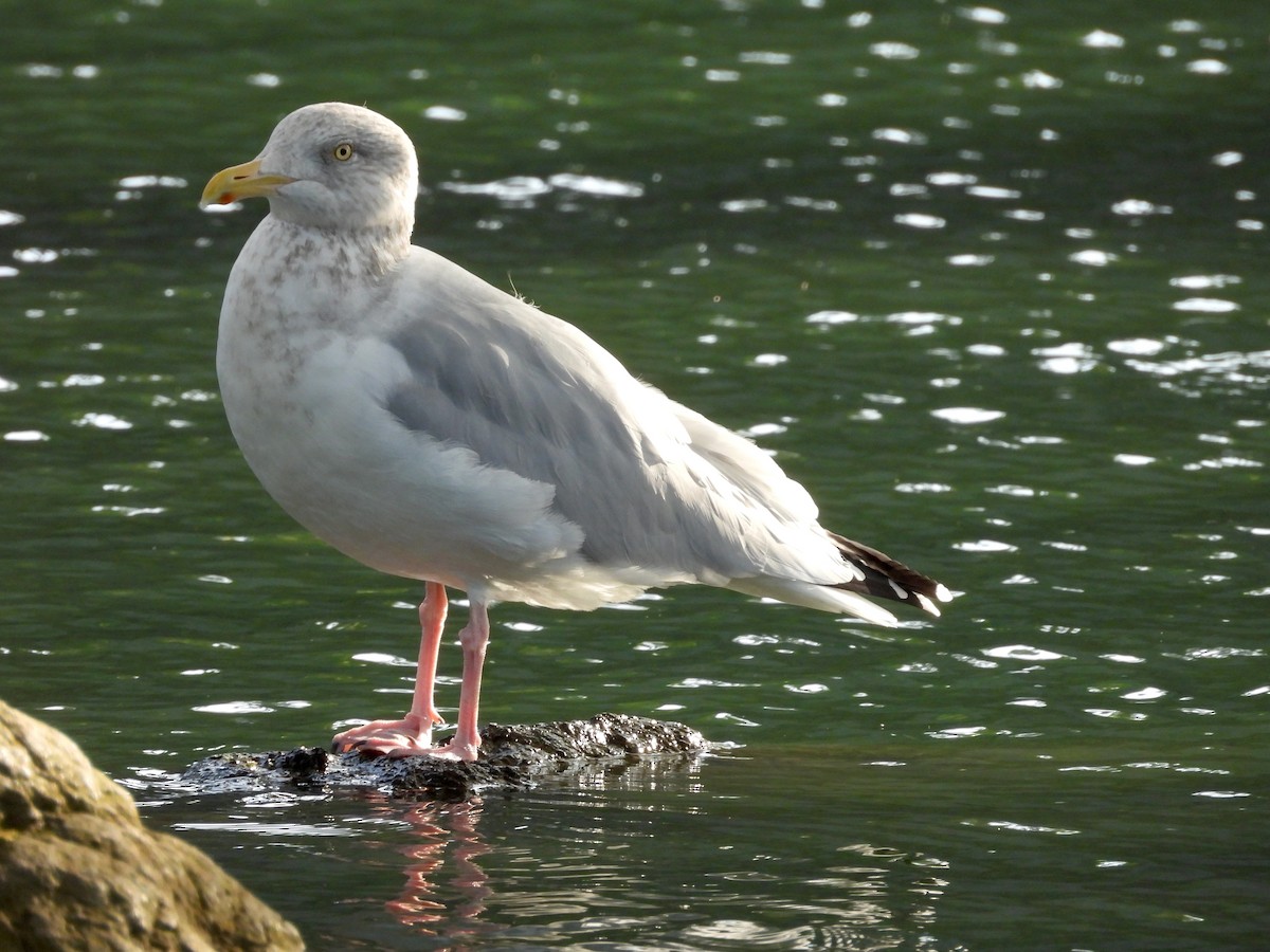 American Herring Gull - ML646085112