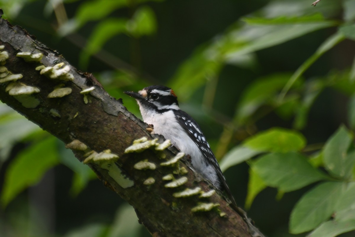 Pic mineur - ML646085113