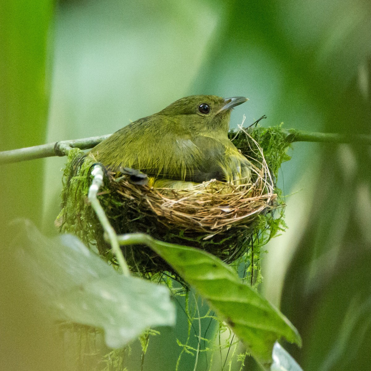 White-collared Manakin - ML646085114