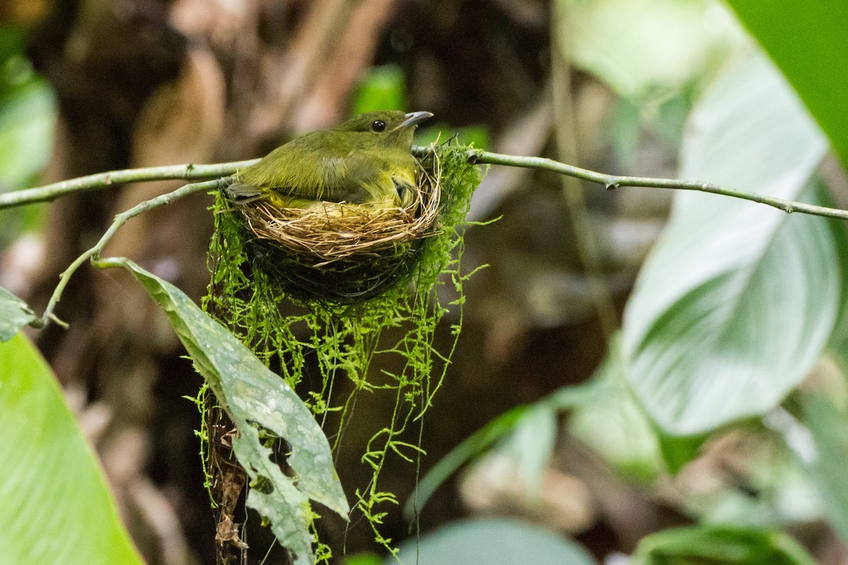White-collared Manakin - ML646085115