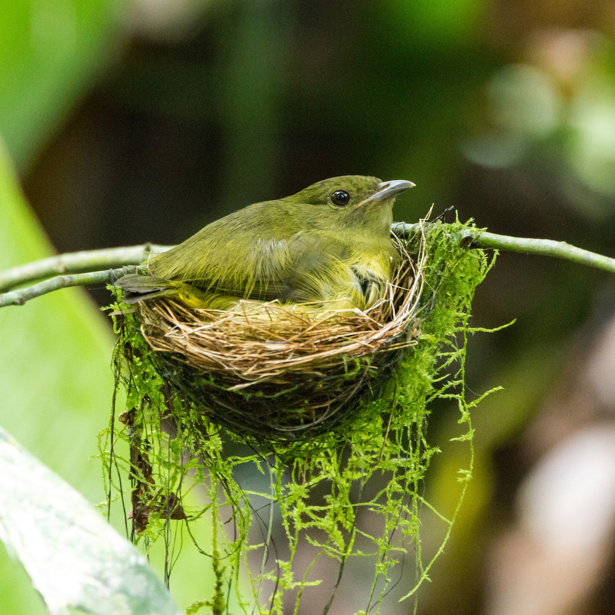 White-collared Manakin - ML646085116
