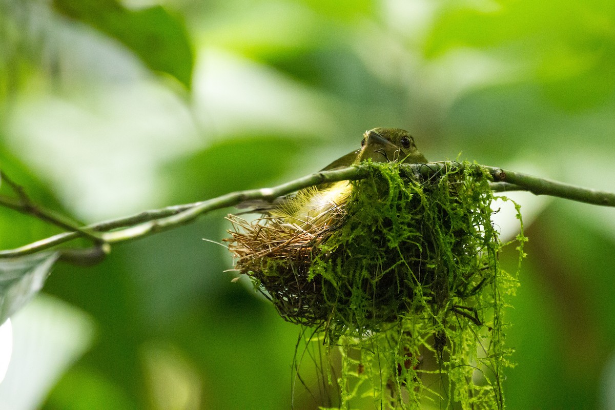 White-collared Manakin - ML646085117