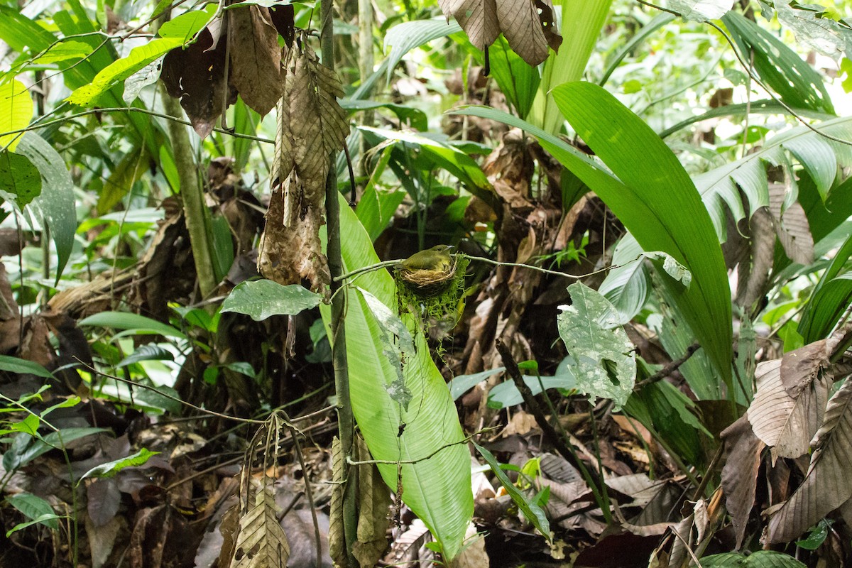 White-collared Manakin - ML646085118