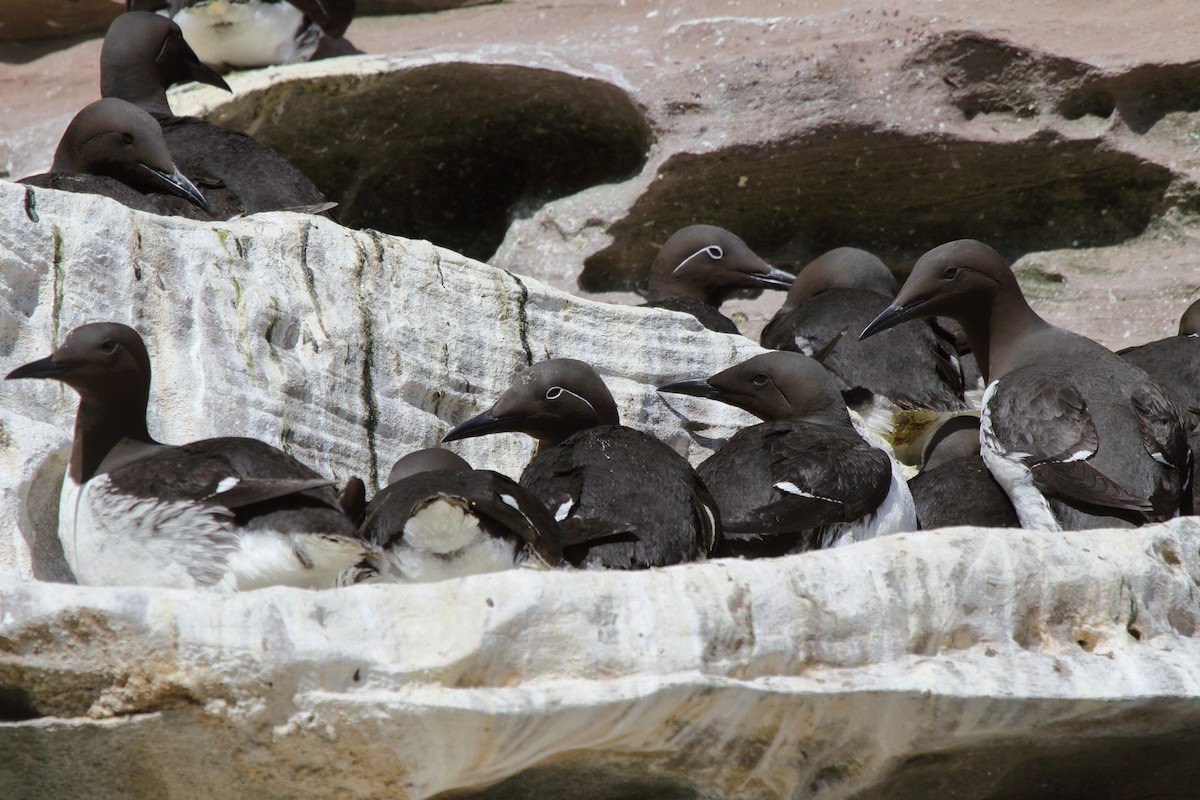 Guillemot marmette - ML646085123