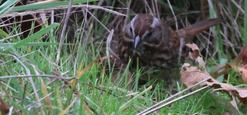 Song Sparrow - ML646085124