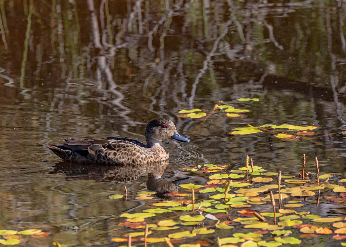 Sarcelle australasienne - ML646085129