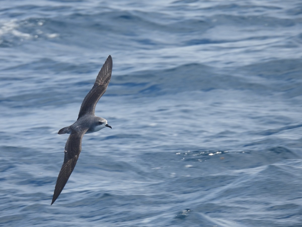 Pétrel de Cook - ML646085130