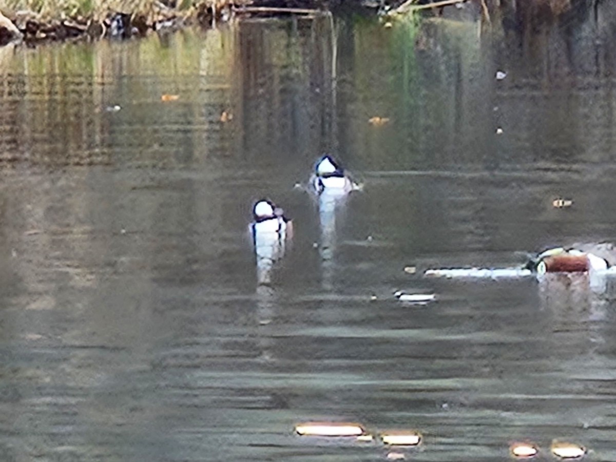 Hooded Merganser - ML646085131