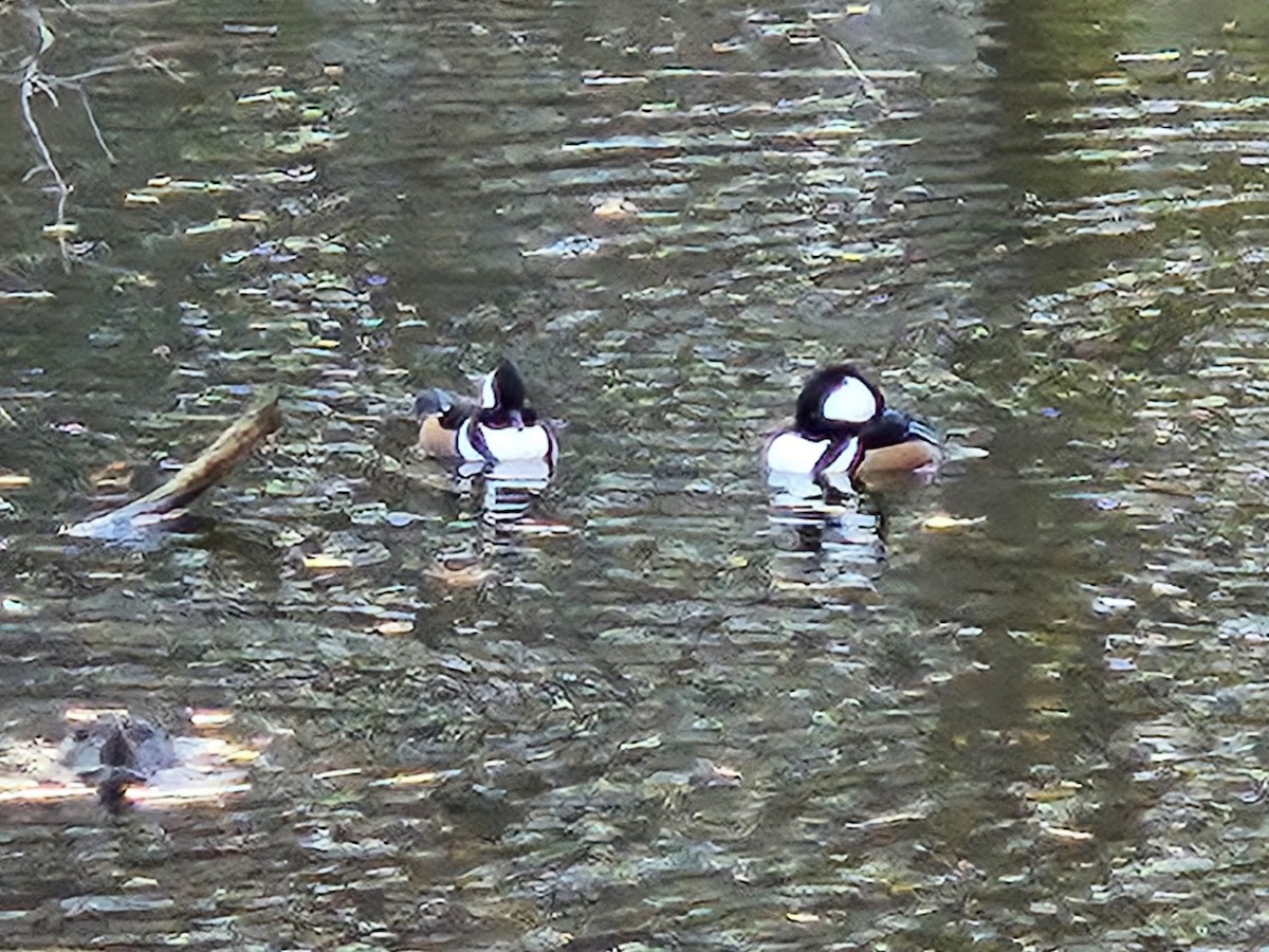 Hooded Merganser - ML646085132