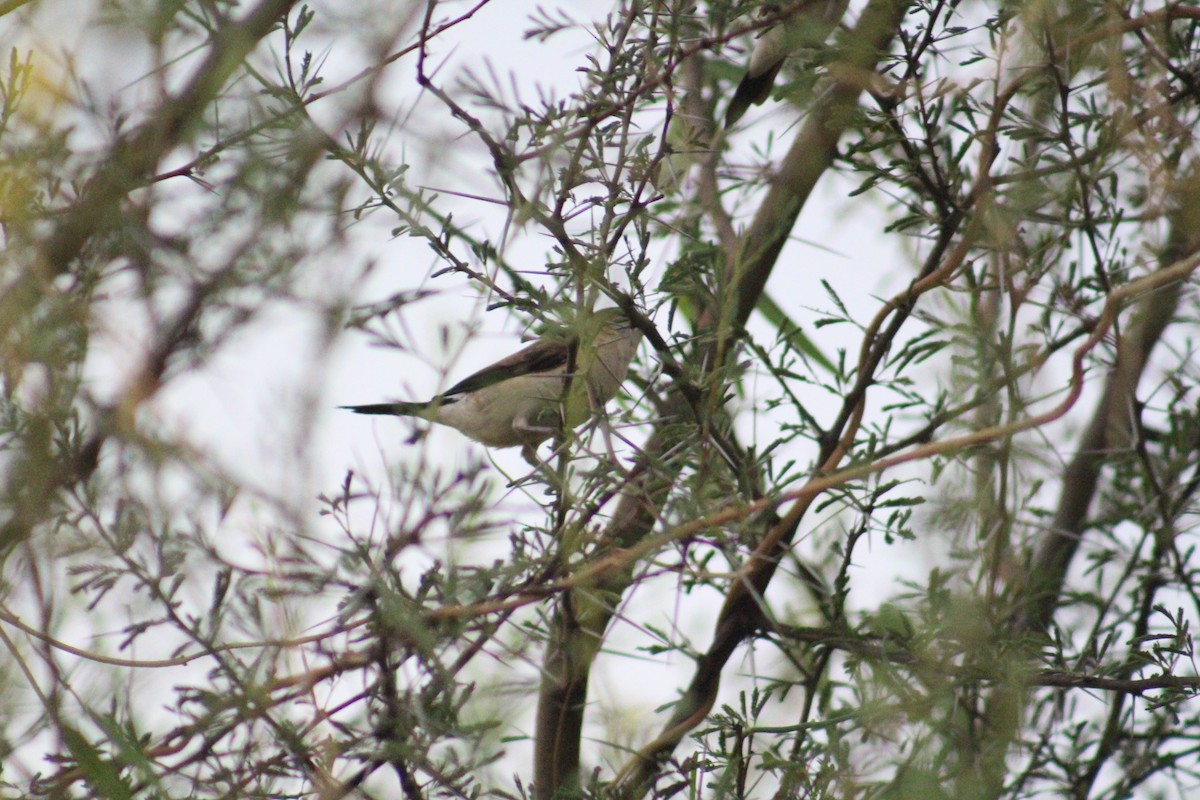 Capucin bec-de-plomb - ML646085135