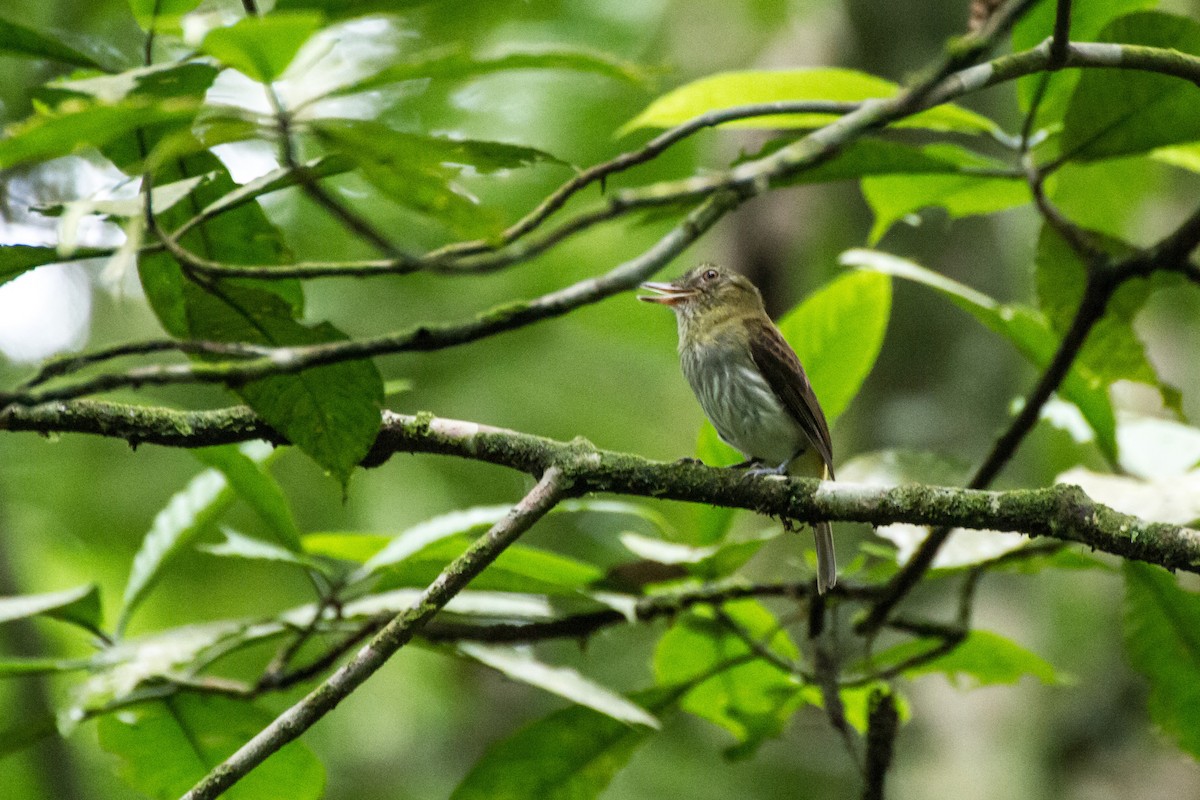 Attila à croupion jaune - ML646085137
