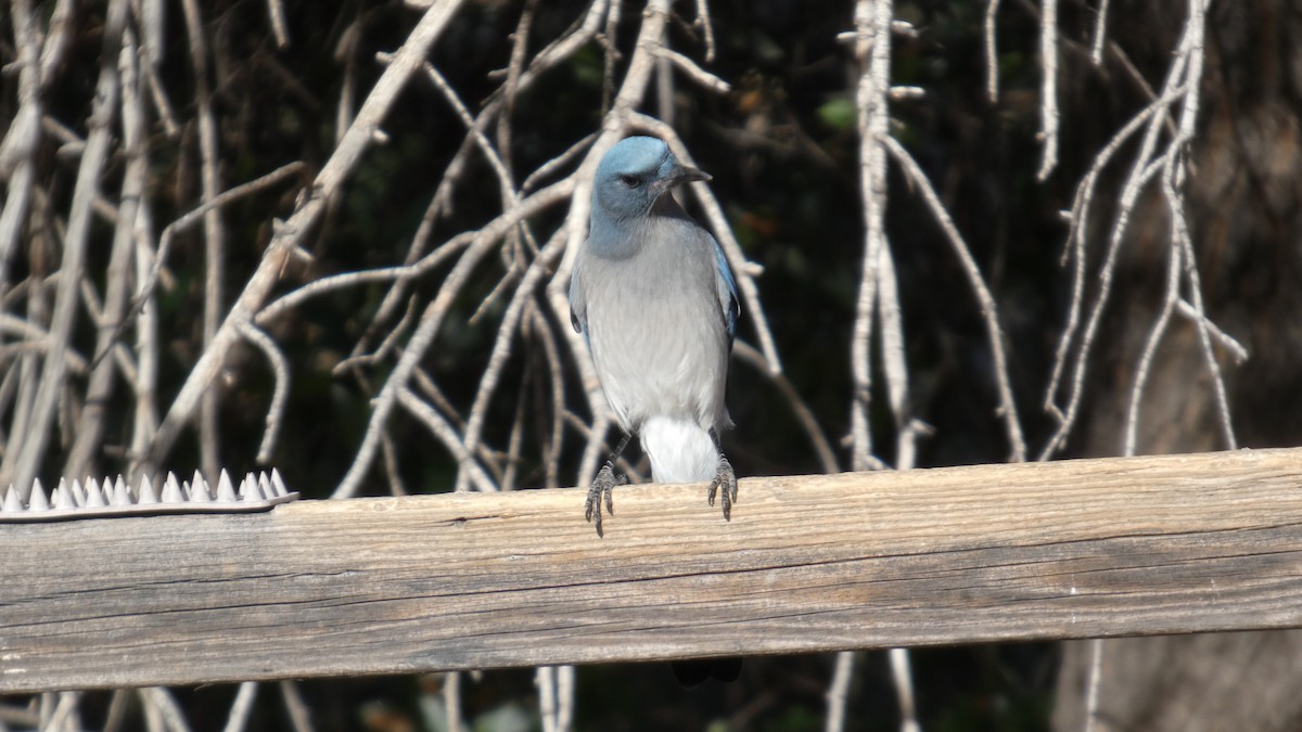 Geai du Mexique - ML646085138