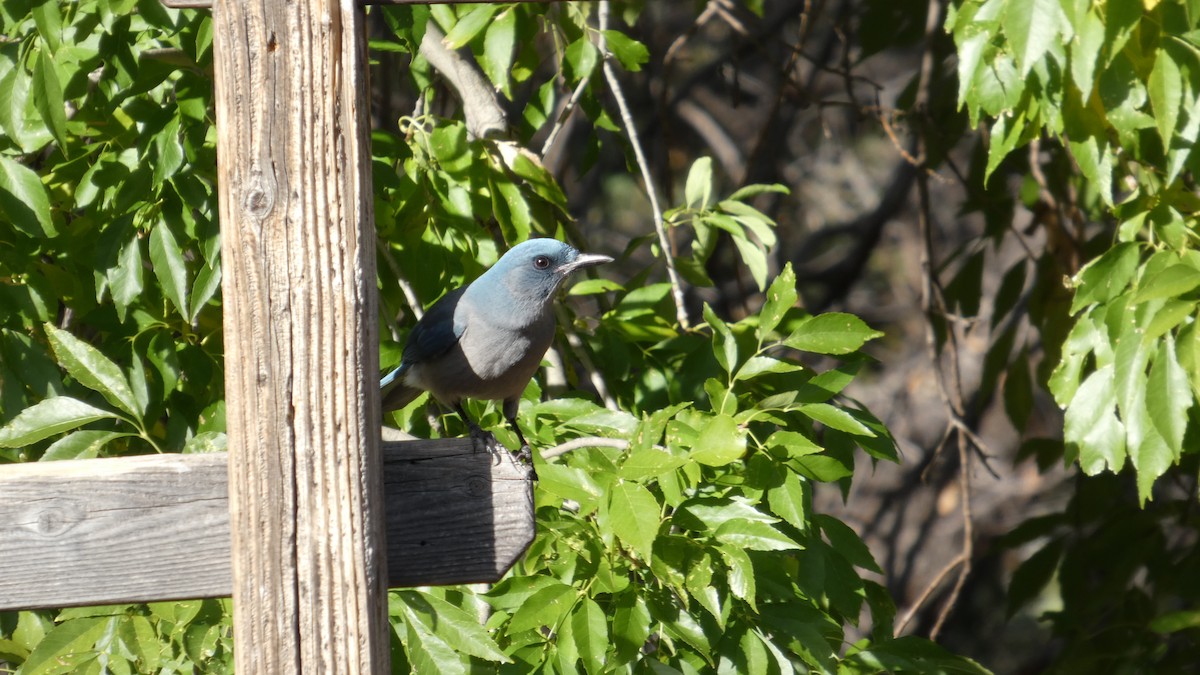 Geai du Mexique - ML646085140