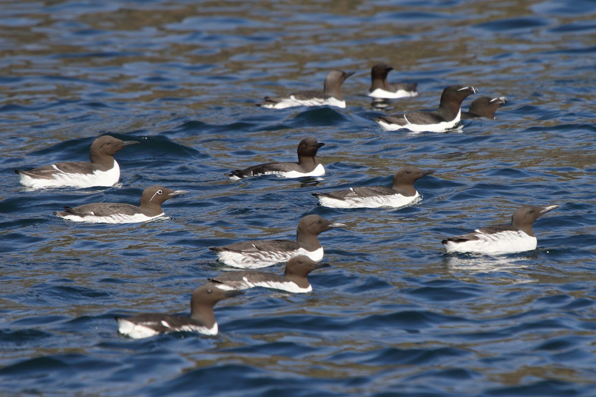 Guillemot marmette - ML646085141