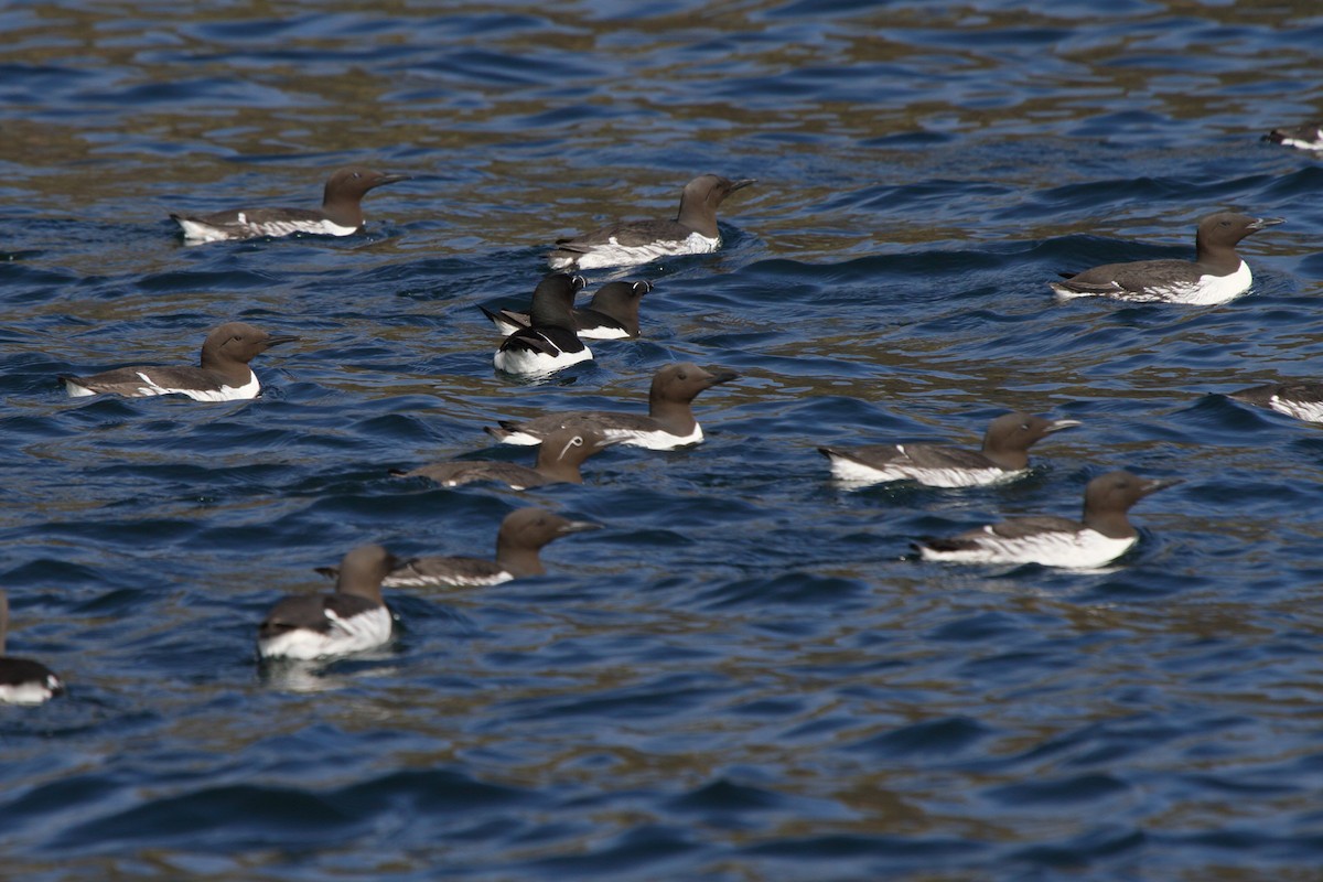 Guillemot marmette - ML646085142