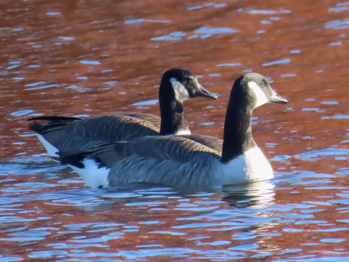 Bernache du Canada - ML646085143
