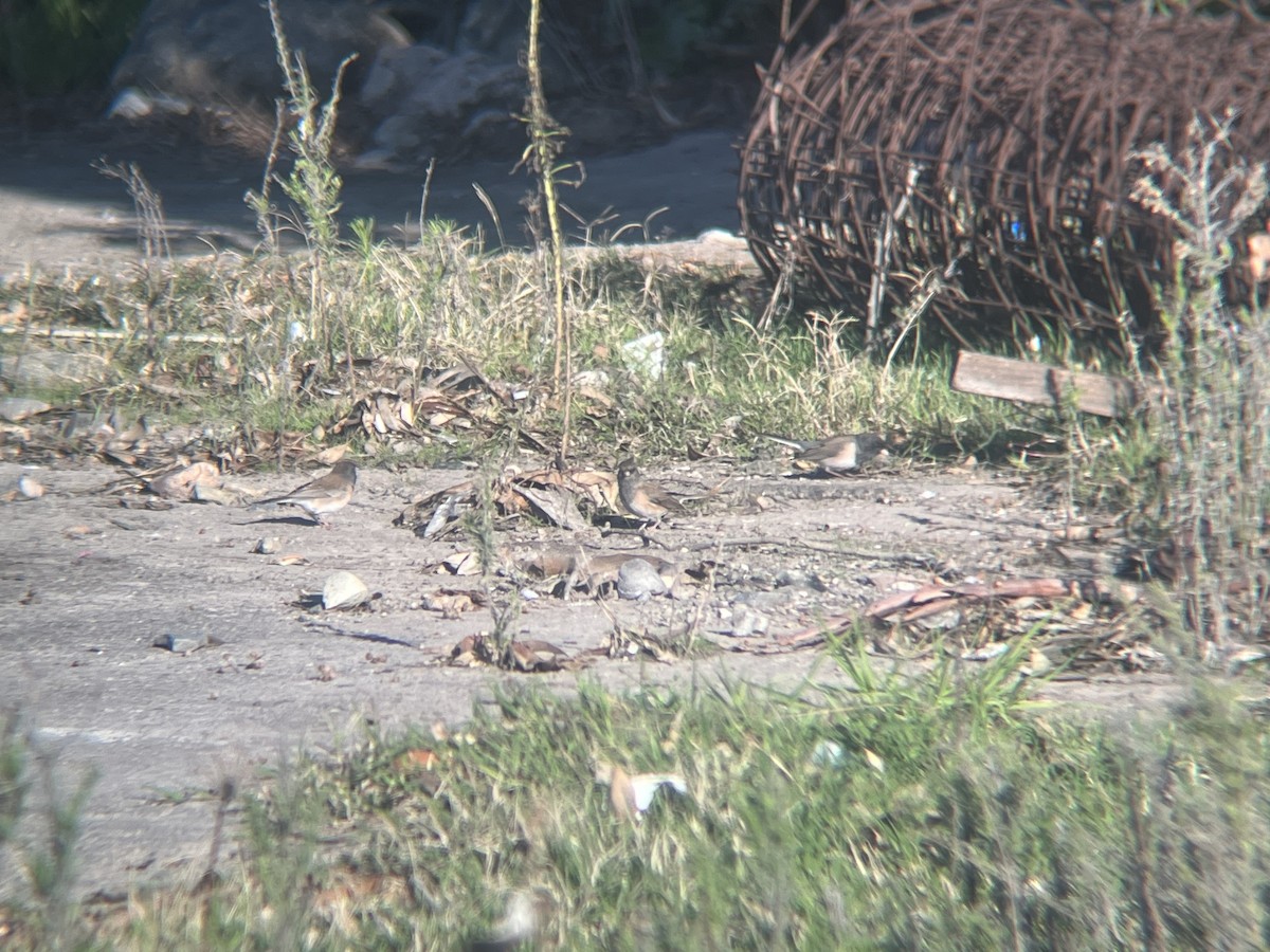 Junco ardoisé - ML646085144