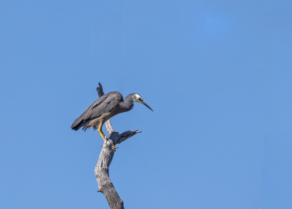 Aigrette à face blanche - ML646085145