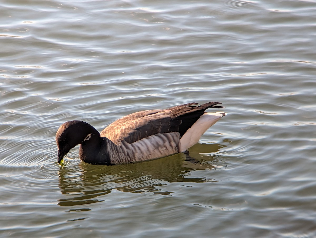 Bernache cravant - ML646085146