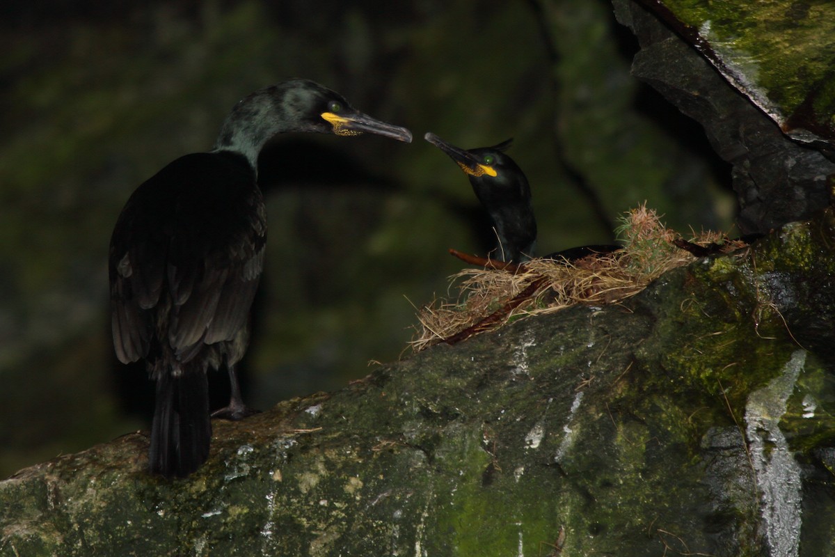 Cormoran huppé - ML646085149