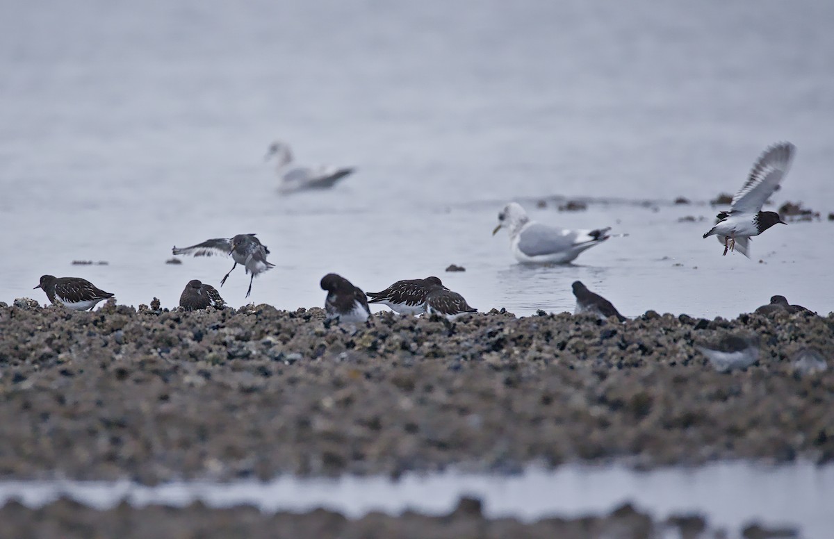 Petit Garrot - ML646085150