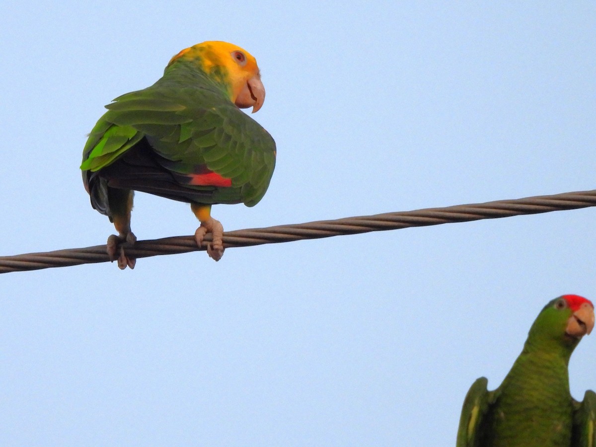 Amazone à tête jaune - ML646085153