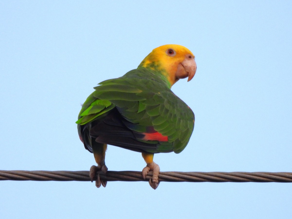 Amazone à tête jaune - ML646085154