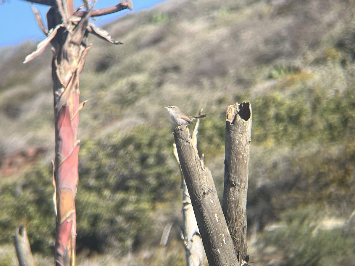 Troglodyte de Bewick - ML646085159