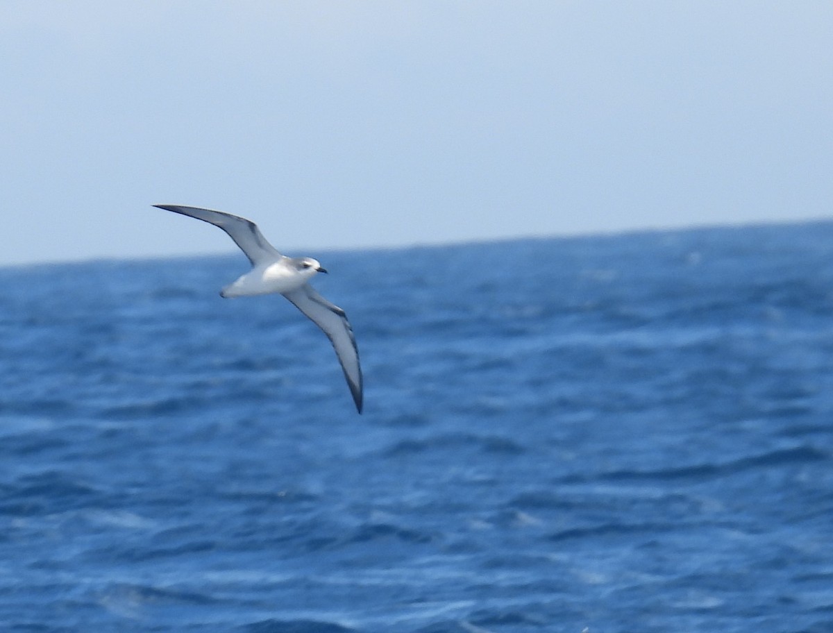 Pétrel de Cook - ML646085160