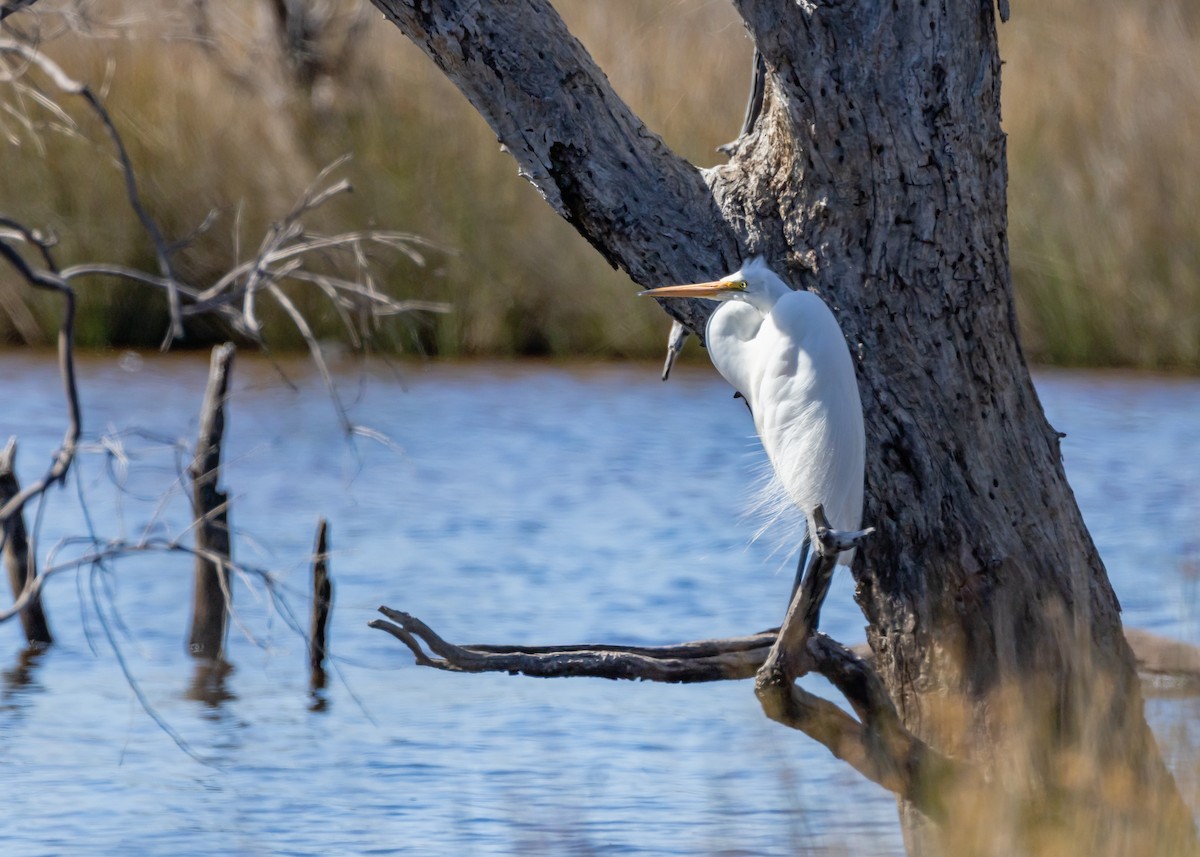 Great Egret - ML646085161