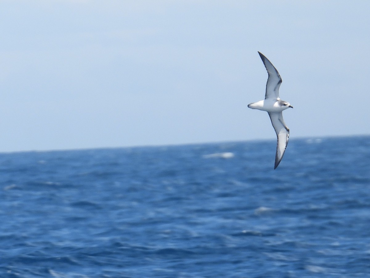 Pétrel de Cook - ML646085162