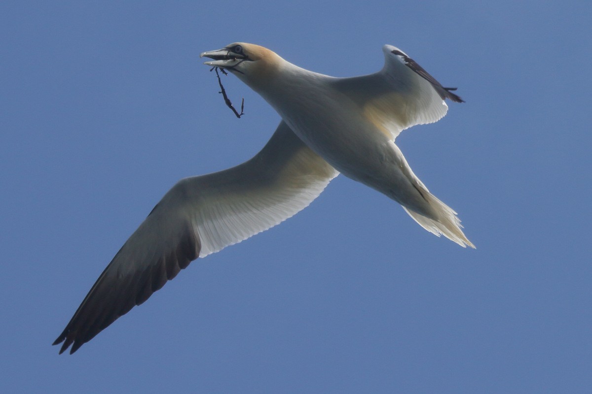 Fou de Bassan - ML646085163