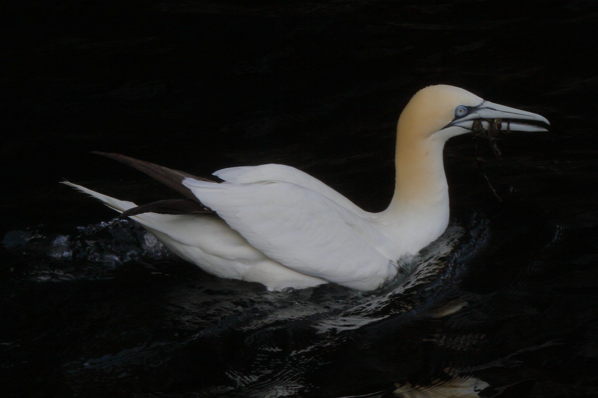 Fou de Bassan - ML646085164