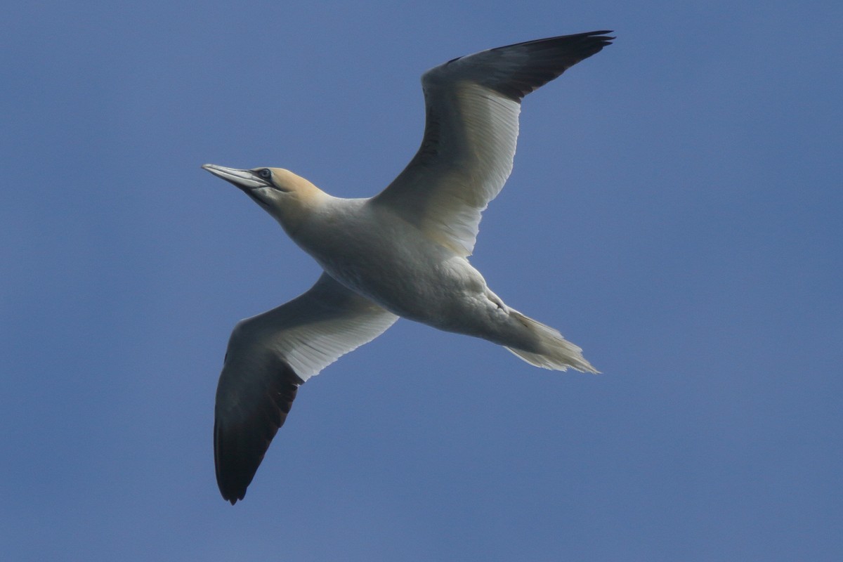 Fou de Bassan - ML646085165