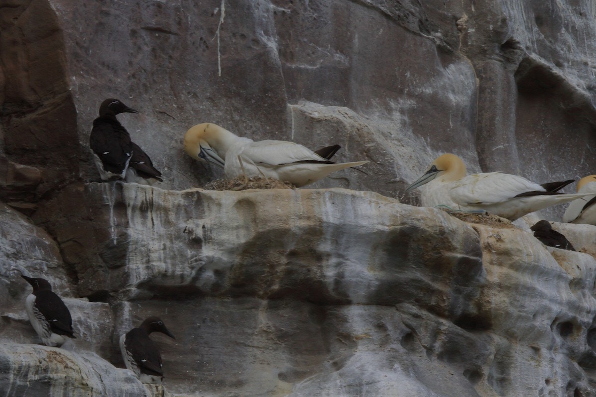 Fou de Bassan - ML646085166