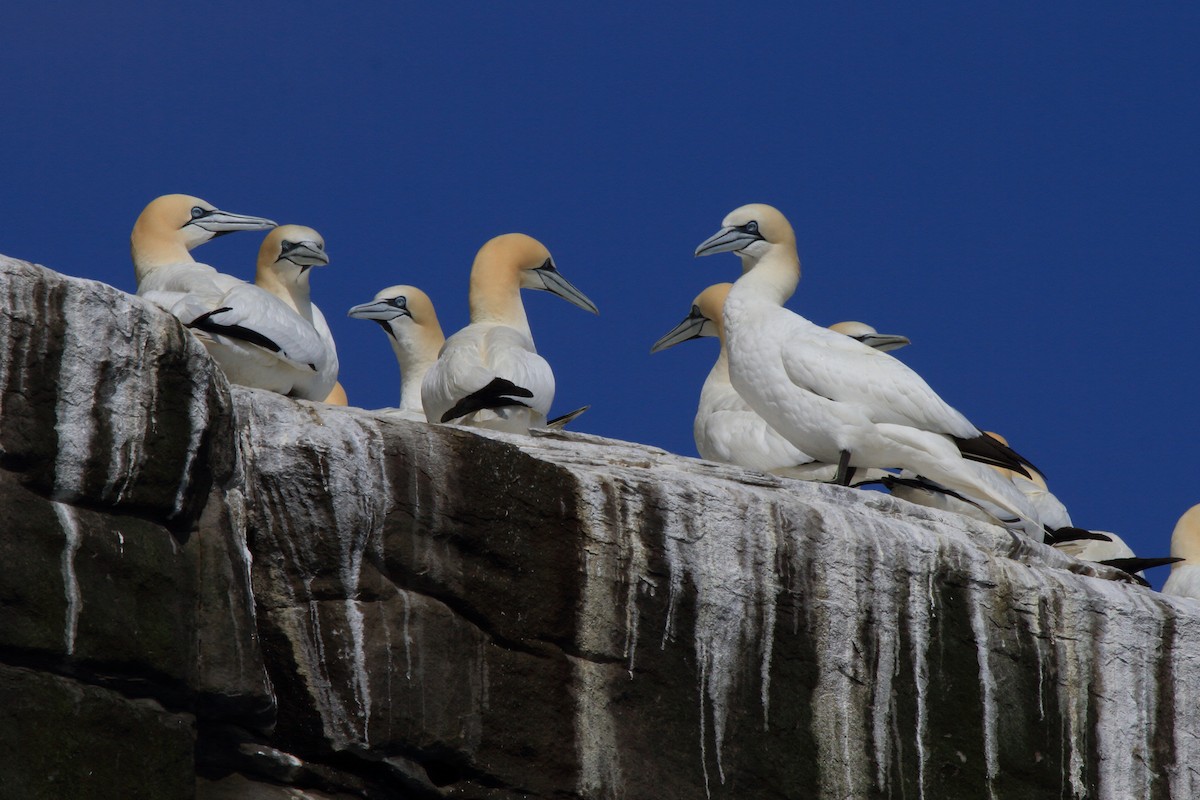 Fou de Bassan - ML646085167