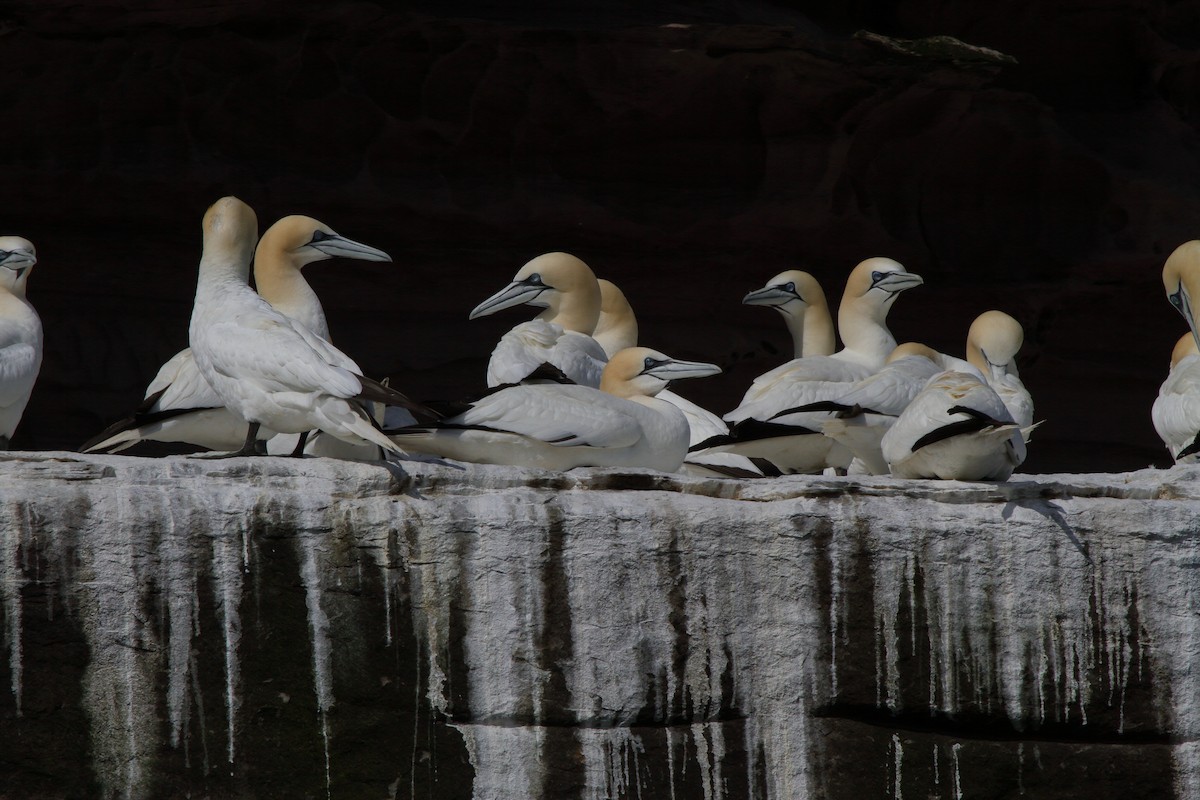 Fou de Bassan - ML646085168