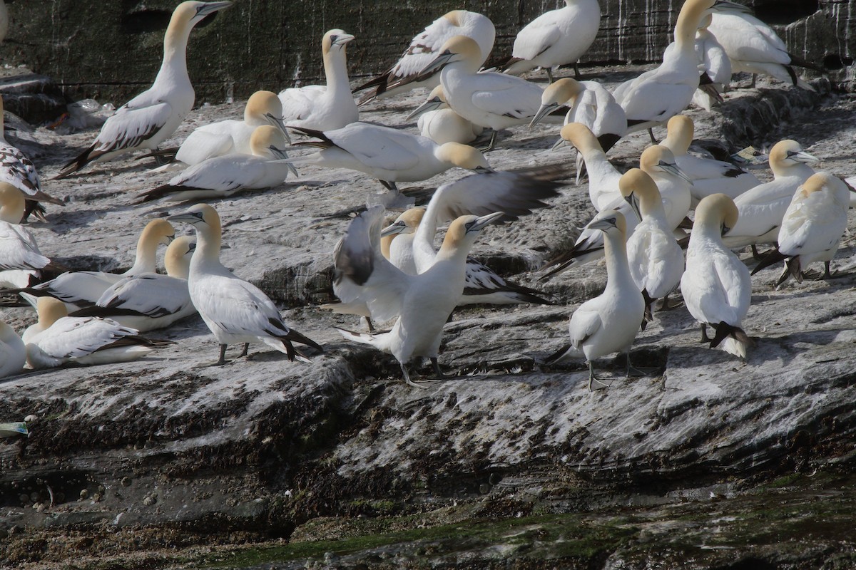 Fou de Bassan - ML646085169