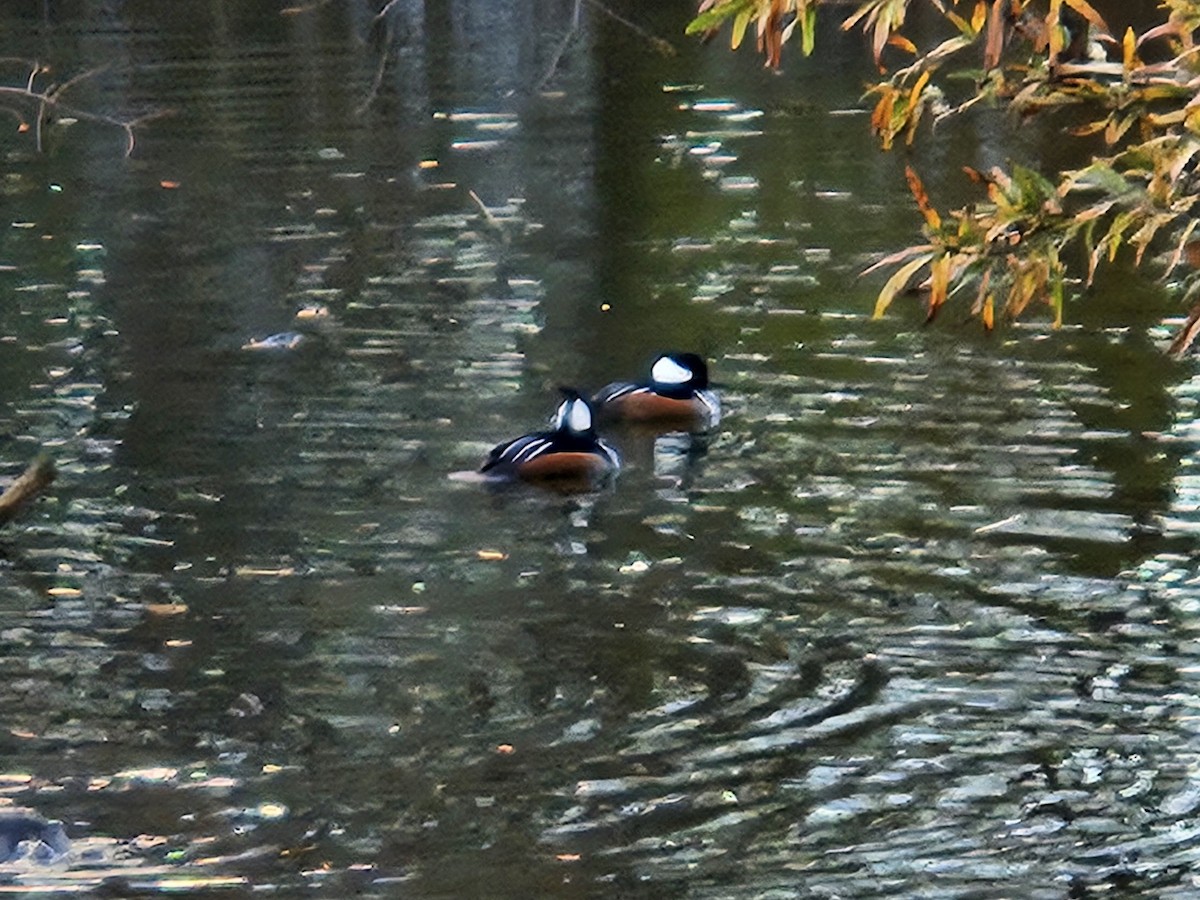 Harle couronné - ML646085170