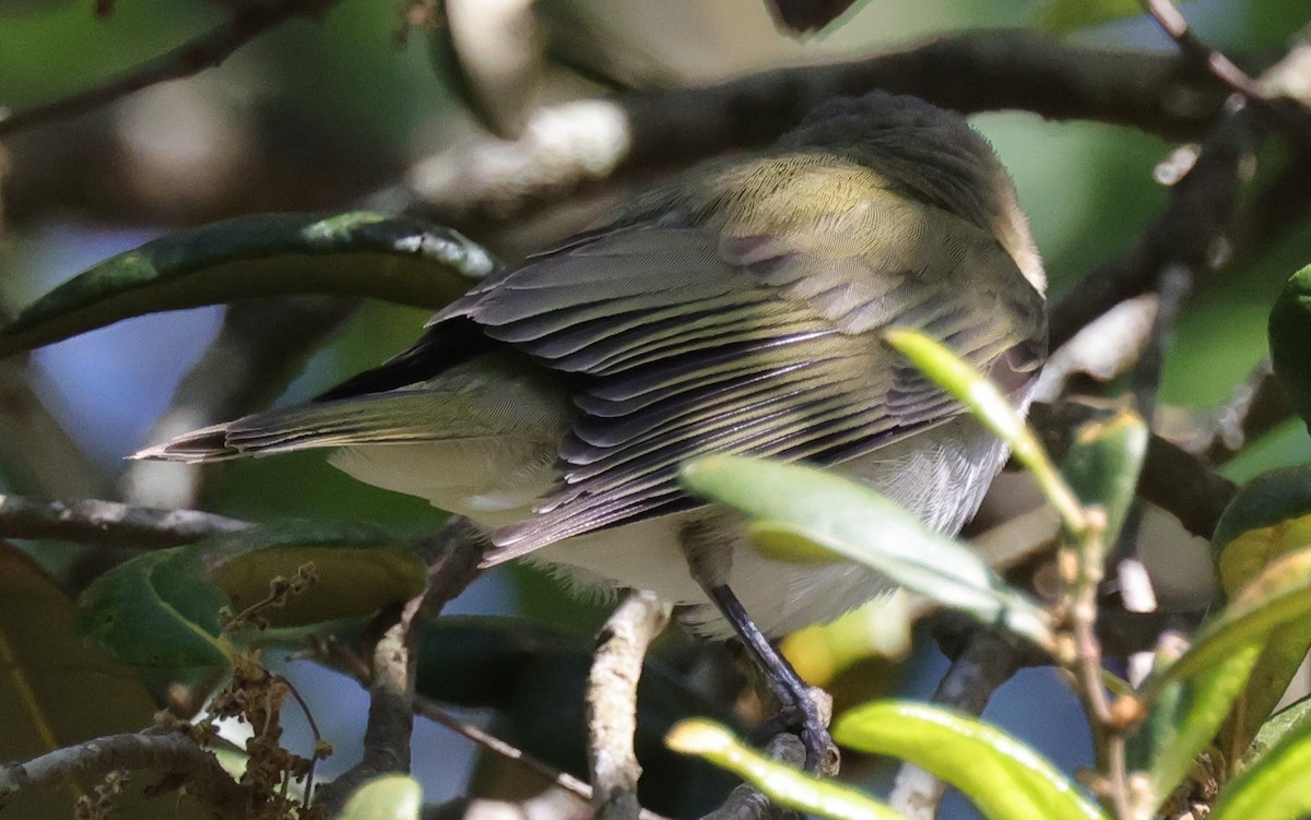 Красноглазый виреон - ML646085177