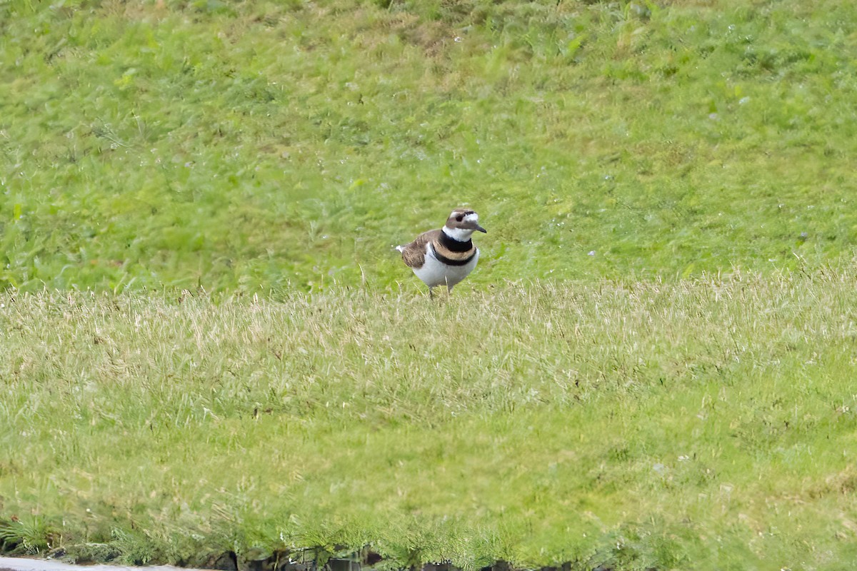 Killdeer - ML646085178