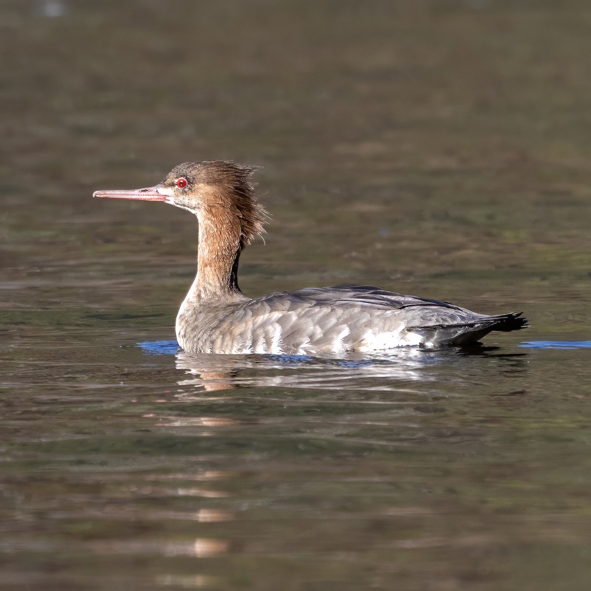 Red-breasted Merganser - ML646085181