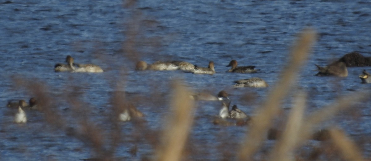 Northern Pintail - ML646085183